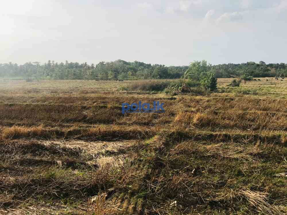 Paddy fild land and cocunt land - photo 1