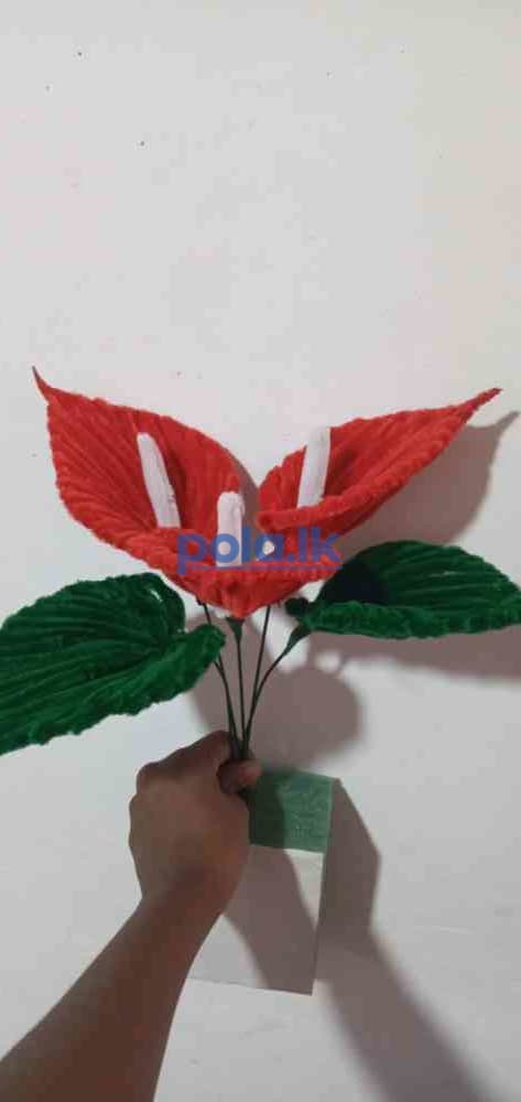 Anthurium flowers - photo 6