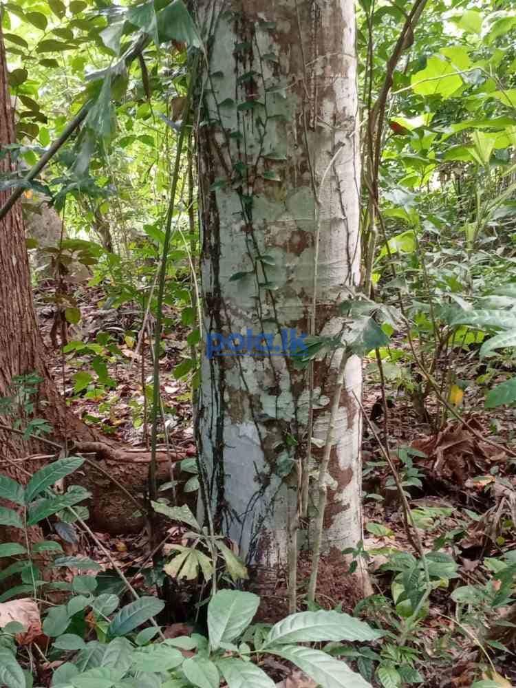Land for sale in rabukkana - photo 4