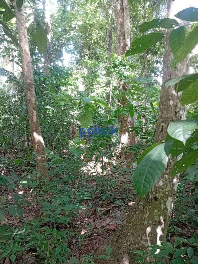 Land for sale in rabukkana - photo 3