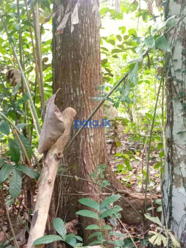 Land for sale in rabukkana - photo 6