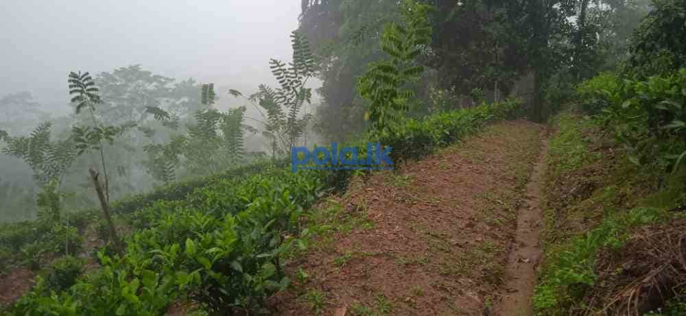 Tea land for sale in dellawa - photo 3