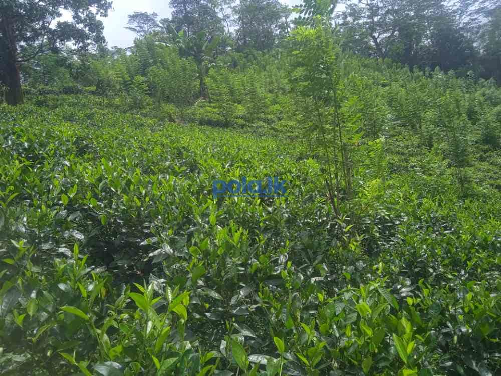Tea land for sale in dellawa - photo 5