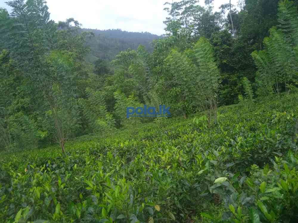 Tea land for sale in dellawa - photo 4