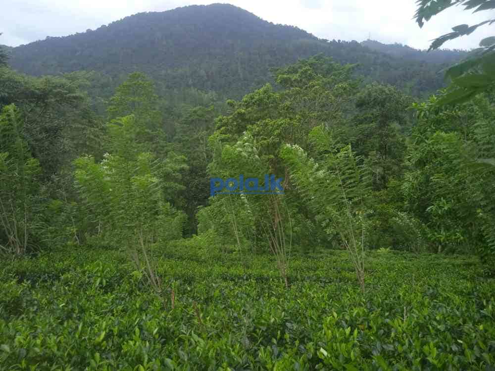 Tea land for sale in dellawa - photo 1