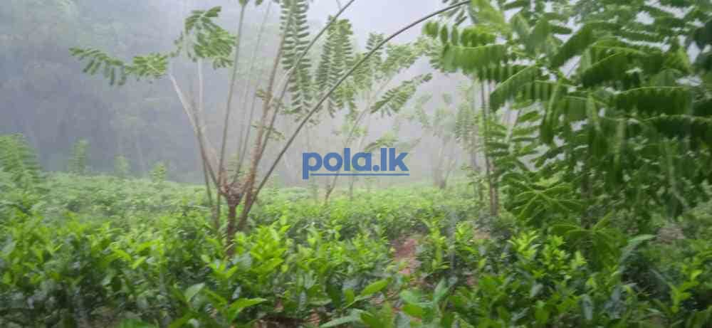 Tea land for sale in dellawa - photo 2