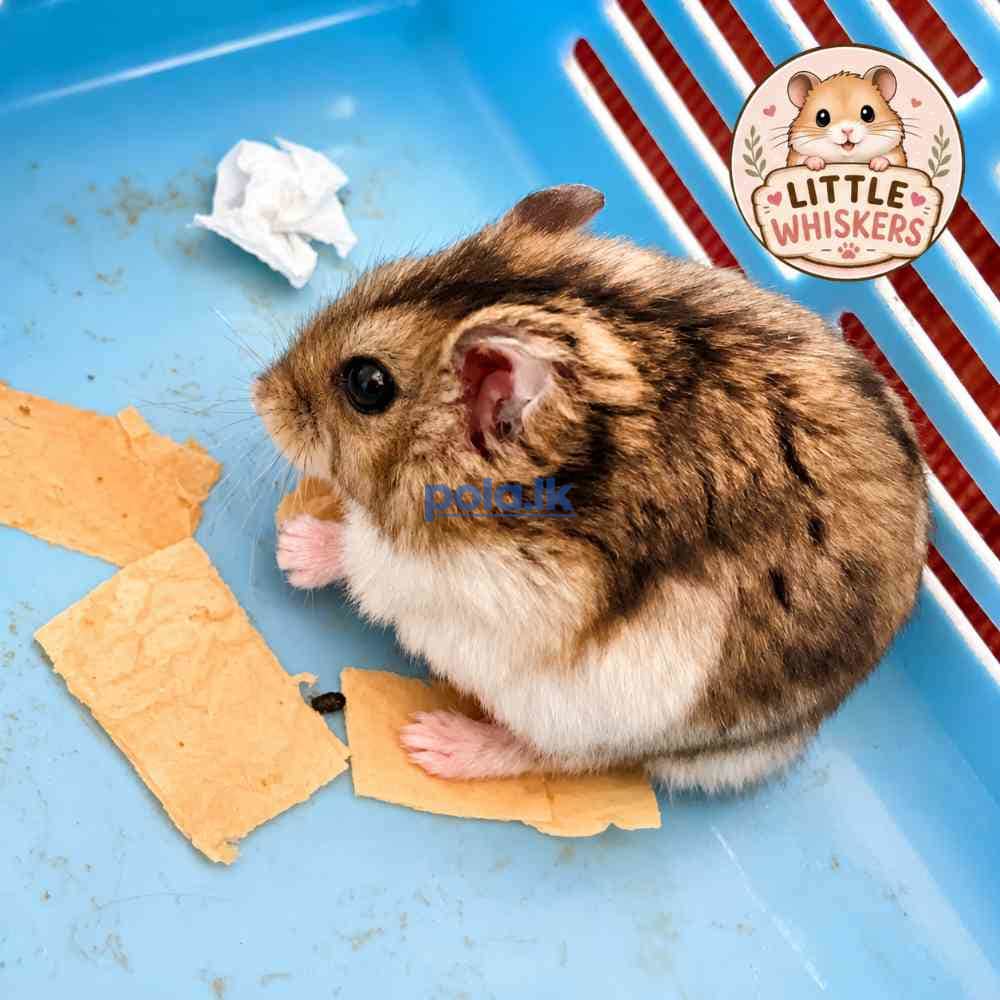Hamster pet - photo 3
