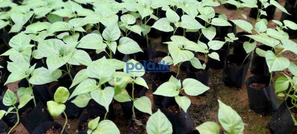 Scotch bonnert dark green plant for sale - photo 7