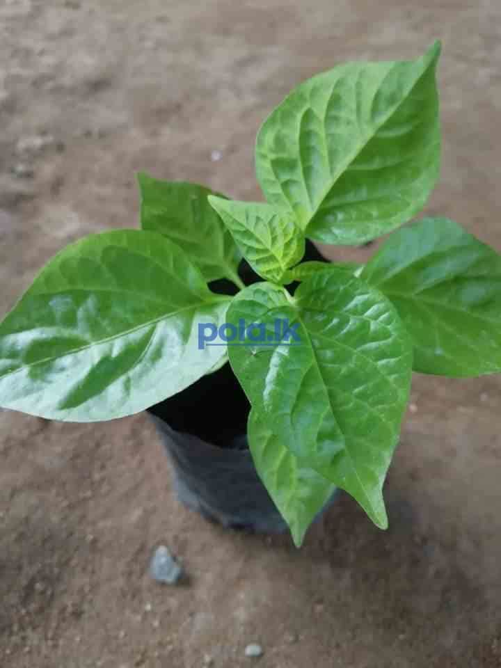Scotch bonnert dark green plant for sale - photo 14
