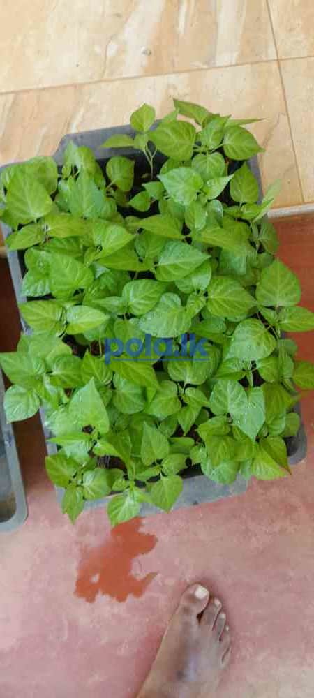 Scotch bonnert dark green plant for sale - photo 6