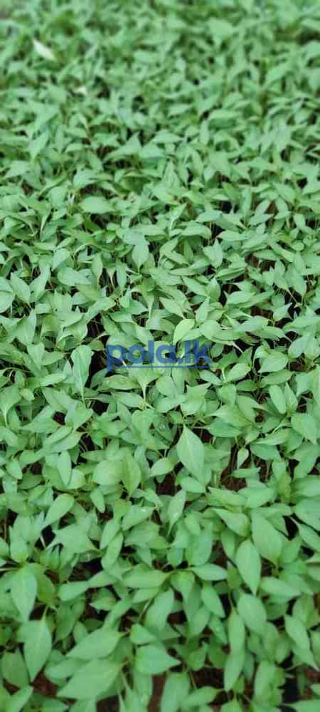 Scotch bonnert dark green plant for sale - photo 9