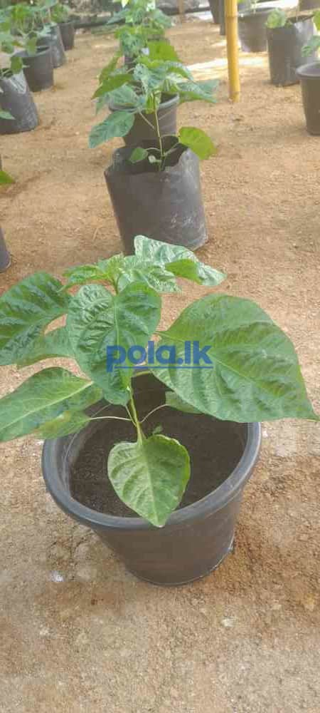Scotch bonnert dark green plant for sale - photo 5