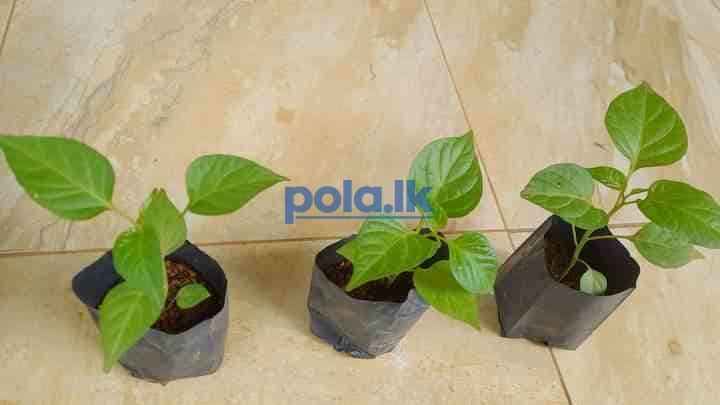 Scotch bonnert dark green plant for sale - photo 13