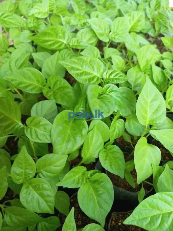 Scotch bonnert dark green plant for sale - photo 15