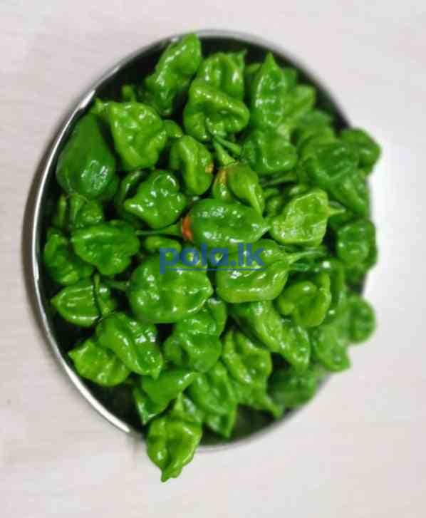 Scotch bonnert dark green plant for sale - photo 3
