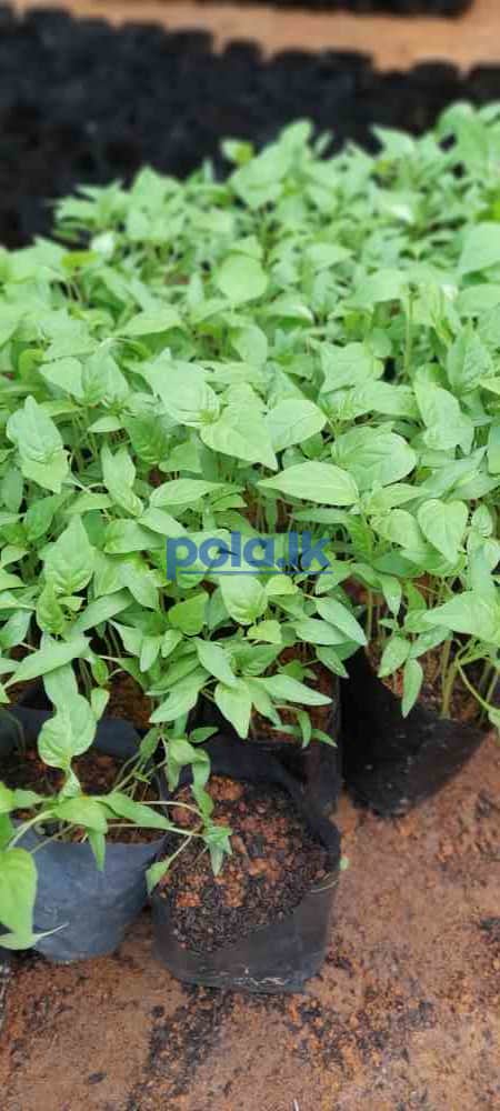 Scotch bonnert dark green plant for sale - photo 10