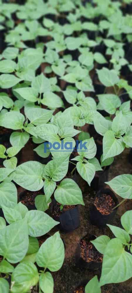 Scotch bonnert dark green plant for sale - photo 8