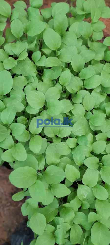 Scotch bonnert dark green plant for sale - photo 11
