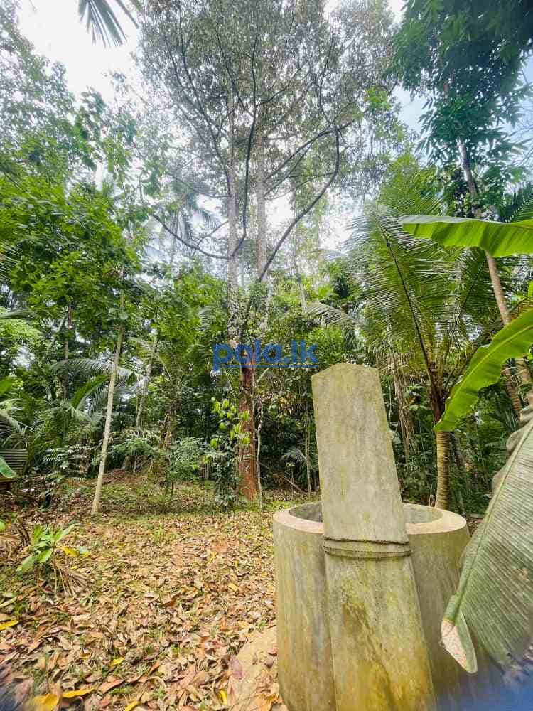 Valuable land for sale in mirigama - photo 3