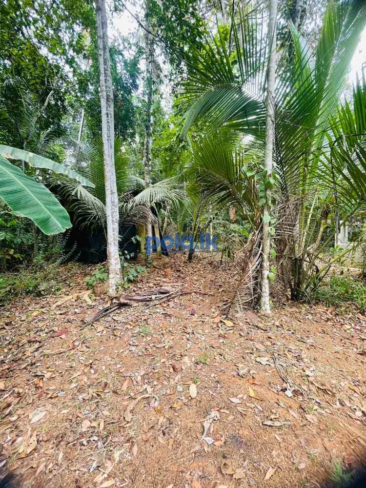 Valuable land for sale in mirigama - photo 7