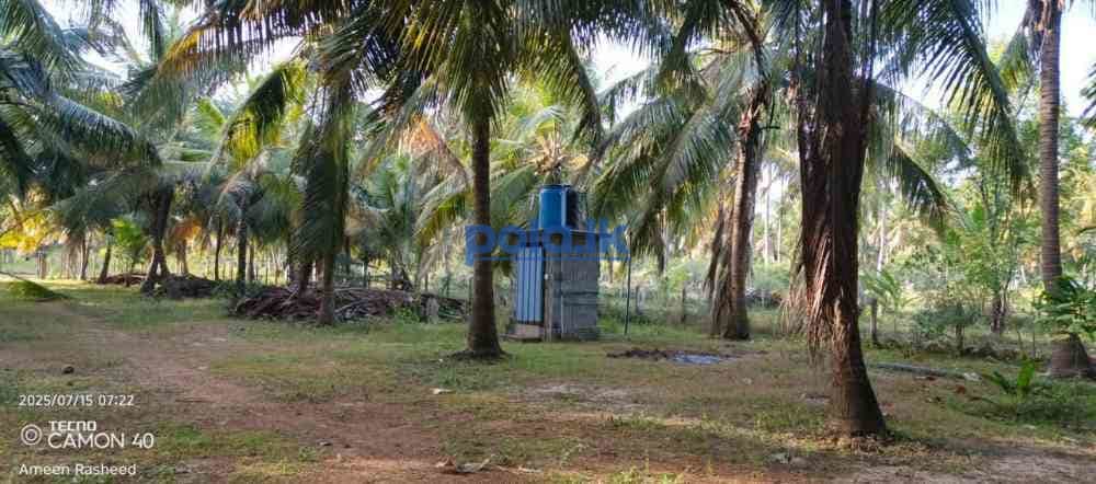 Coconut land with house - photo 3