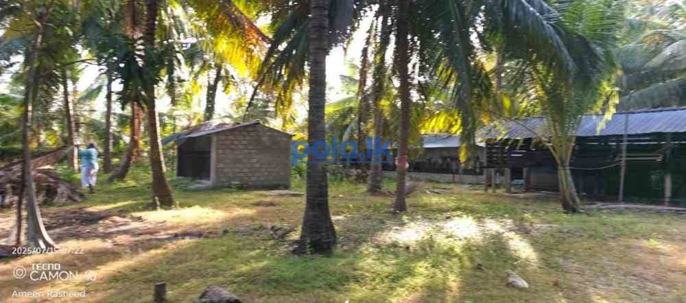 Coconut land with house - photo 2