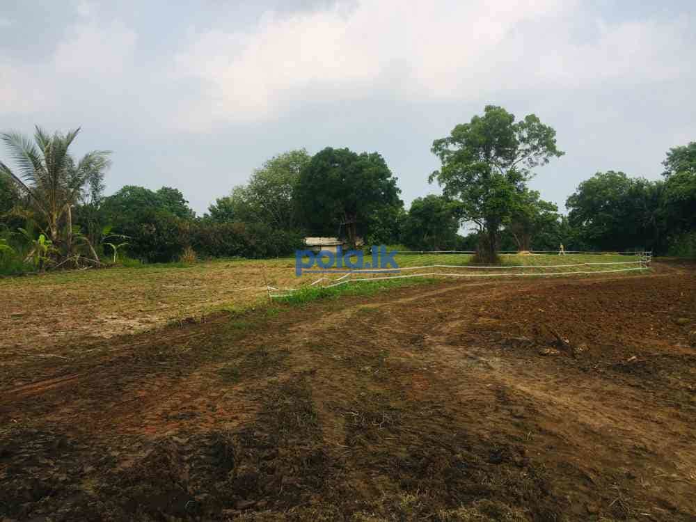 Land for sale in polonnaruwa - photo 1