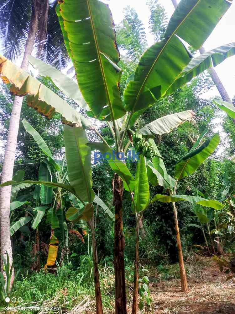 Land for sale - photo 8