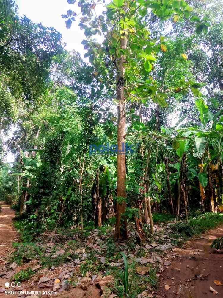 Land for sale - photo 10