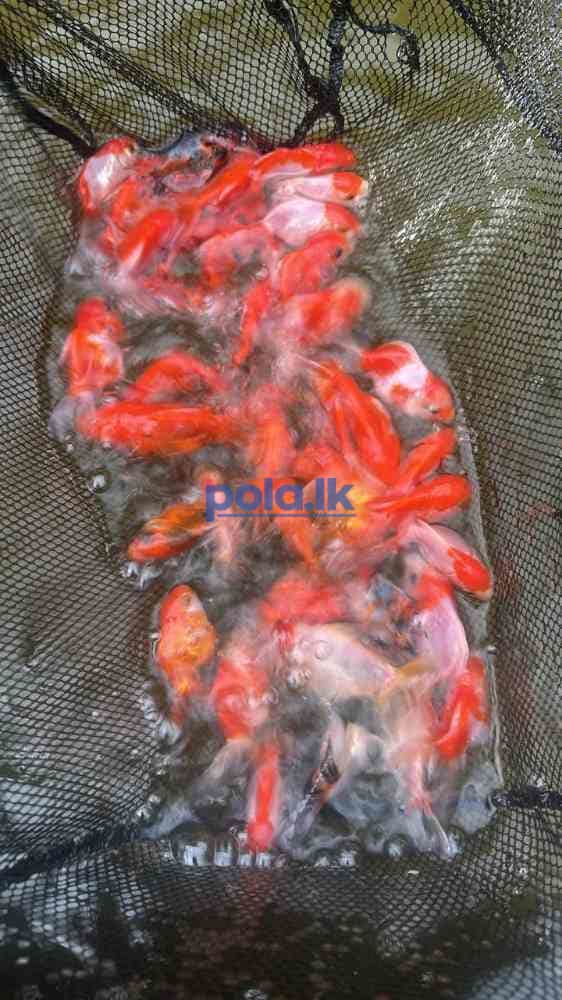 All kind of fish and fish tanks - photo 1