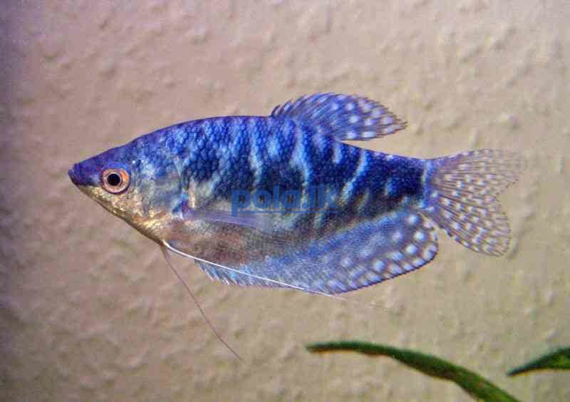 All kind of fish and fish tanks - photo 4