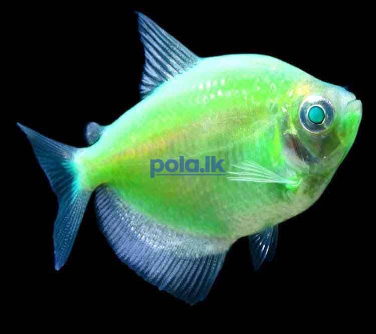 All kind of fish and fish tanks - photo 2