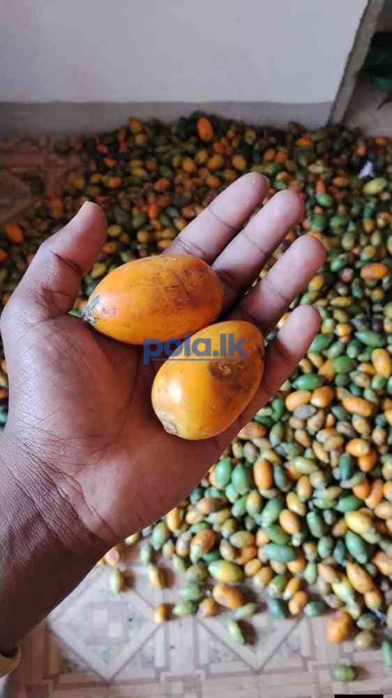 Hybrid areca nut plants - photo 3