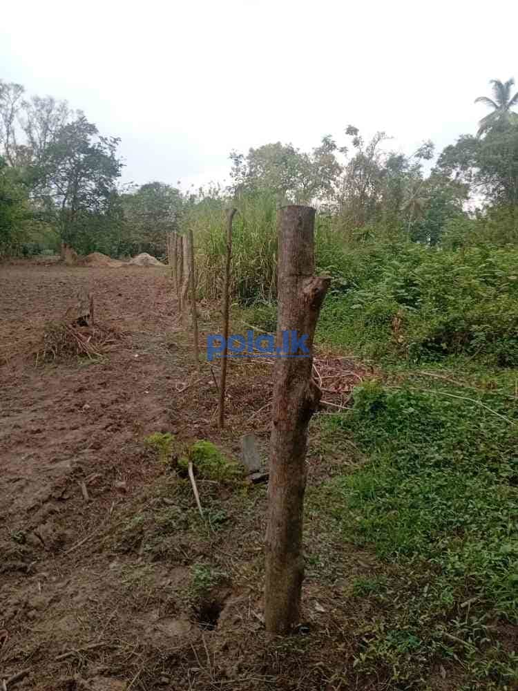 Land for sale in narammala - photo 4