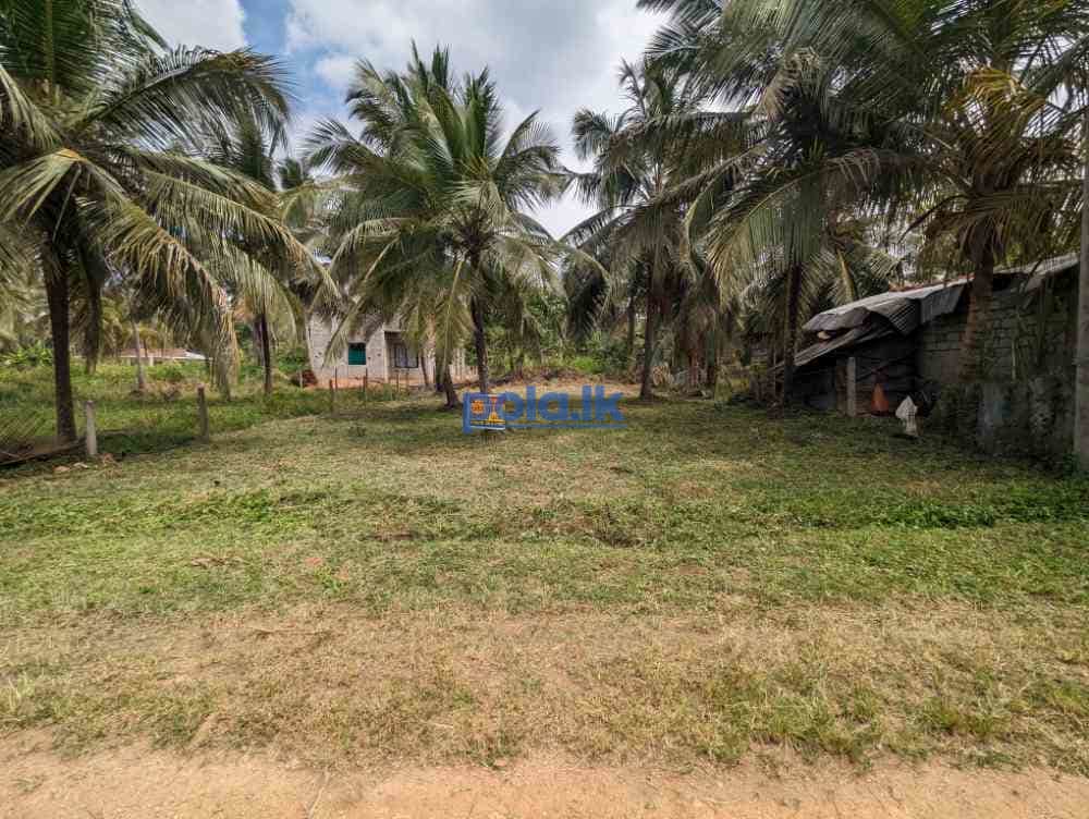 Land for sale in ibbagamuwa - photo 2