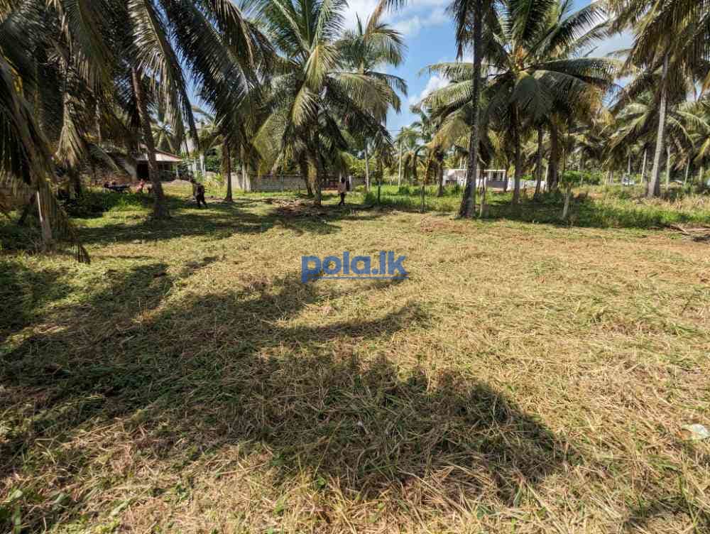 Land for sale in ibbagamuwa - photo 4