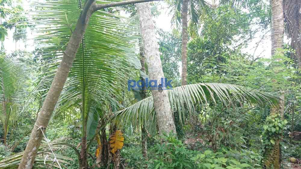 House for sale in nittabuwa - photo 3