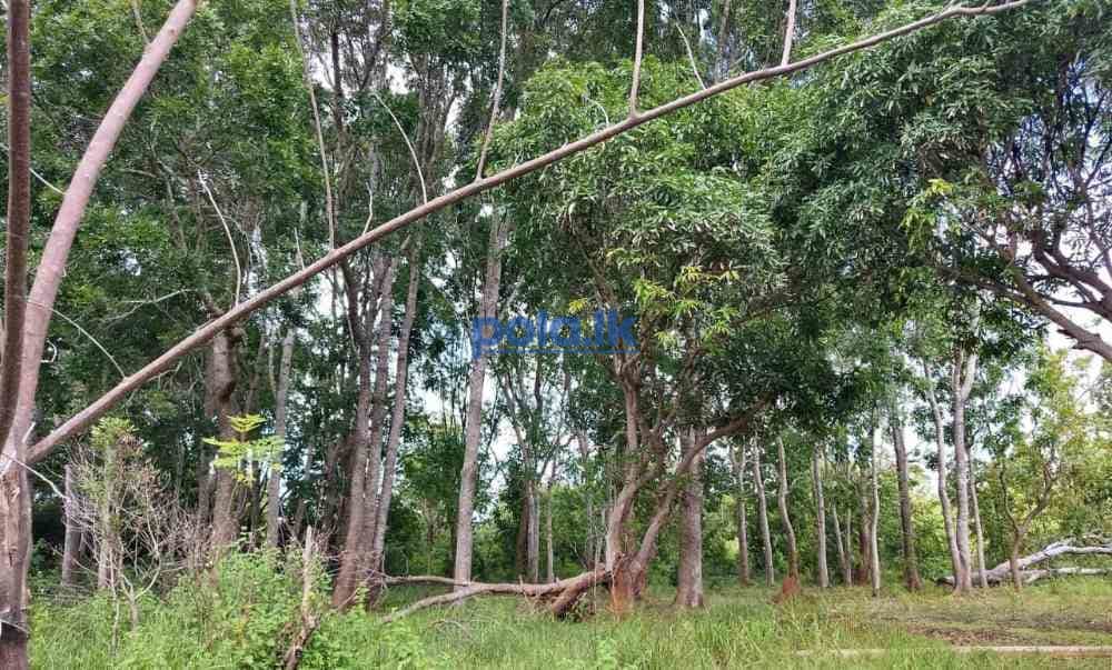 Land for sale in habarana - photo 20