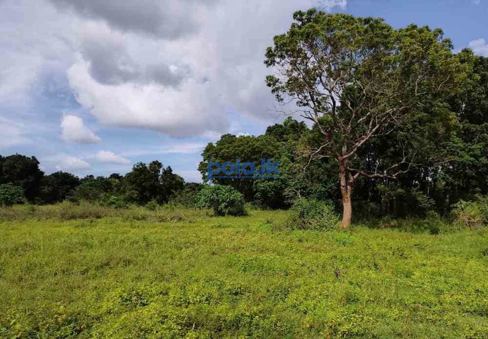Land for sale in habarana - photo 17