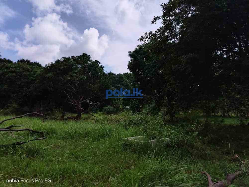 Land for sale in habarana - photo 11