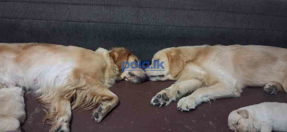 Golden retriever - photo 2