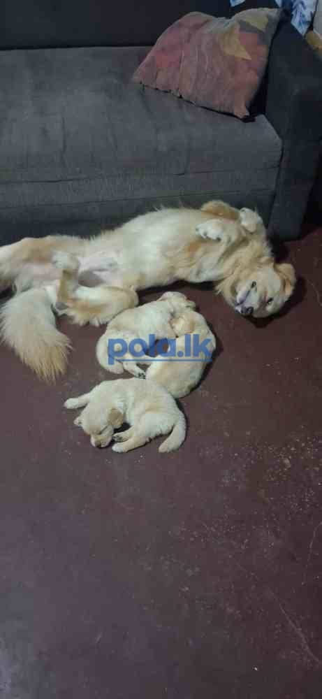 Golden retriever - photo 1