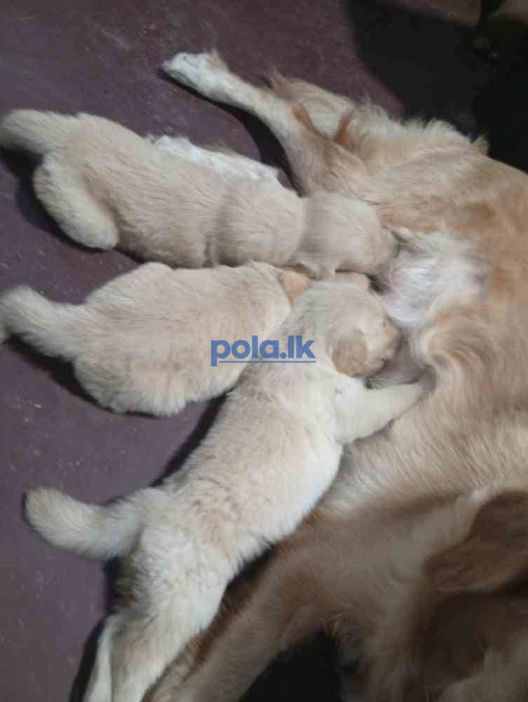 Golden retriever - photo 3