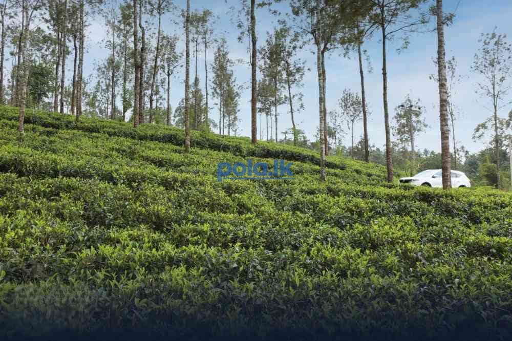 Nuwara eliya villa among mountains of mist - photo 1
