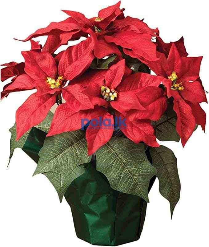 Poinsettia plants - photo 2