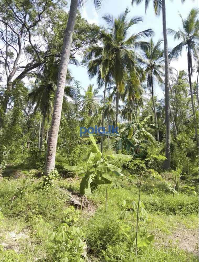 Land for sale in polgahawela - photo 5