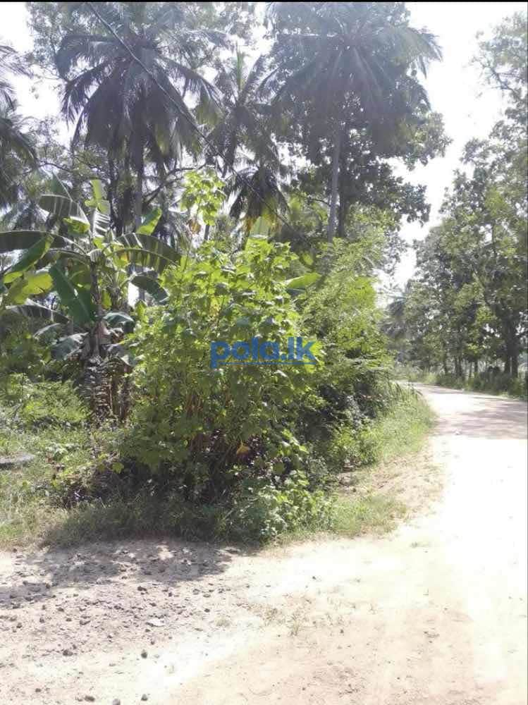 Land for sale in polgahawela - photo 3