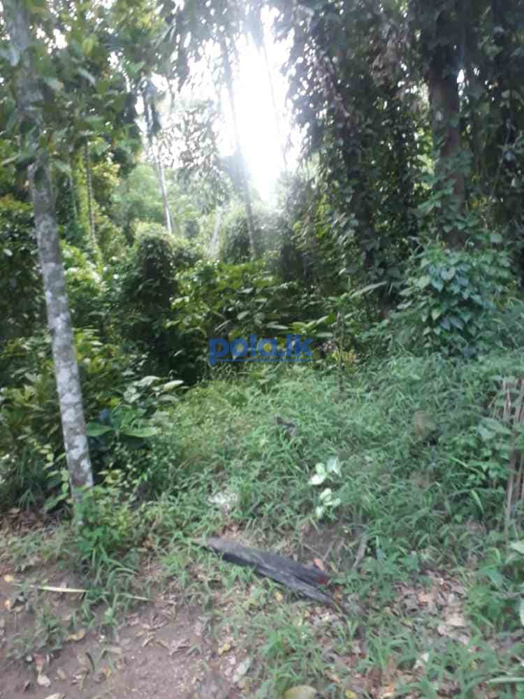Land for sale in digana - photo 6