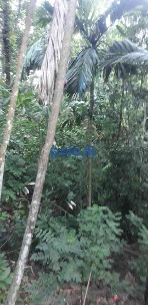 Land for sale in digana - photo 3