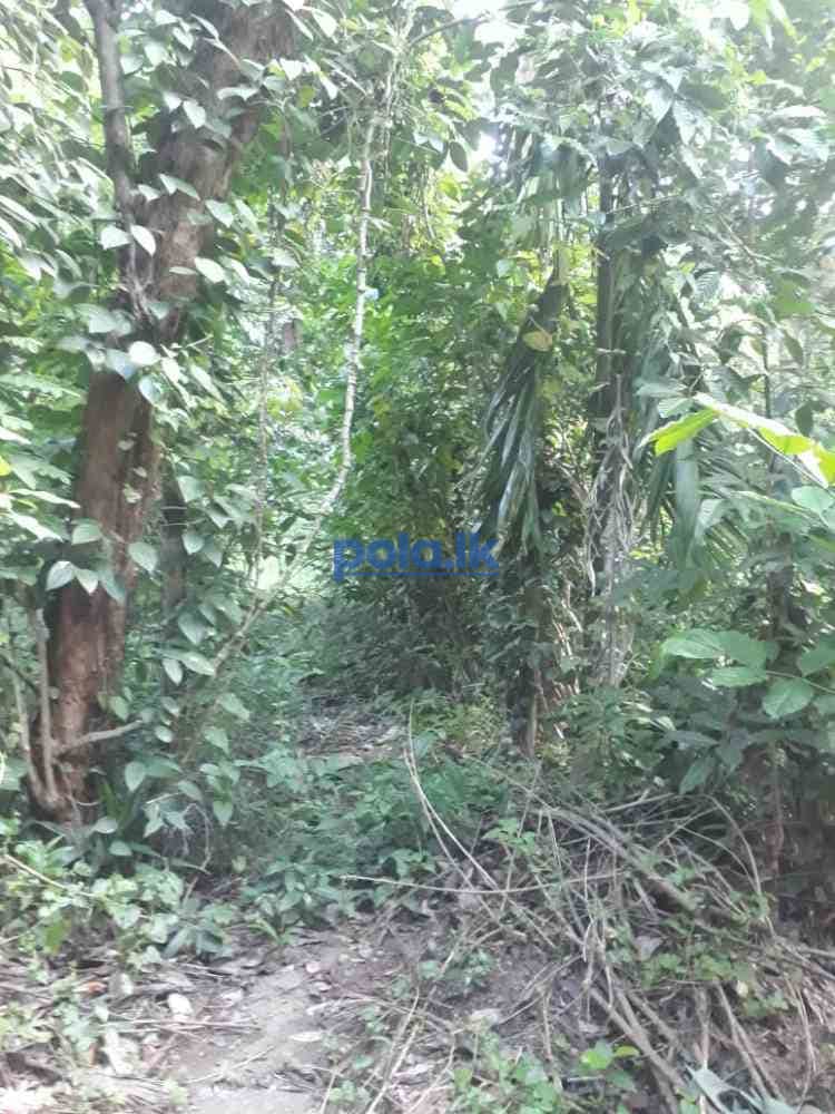 Land for sale in digana - photo 5